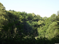 drzewokrzew_1540