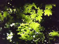 drzewokrzew_1541