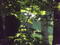 drzewokrzew_1542