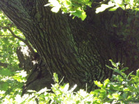 drzewokrzew_1543