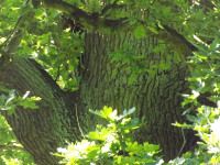 drzewokrzew_1544