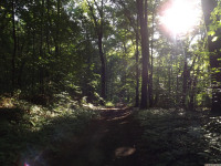 drzewokrzew_1546