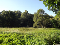 drzewokrzew_1547