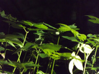 drzewokrzew_1548