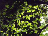drzewokrzew_1550