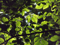 drzewokrzew_1551