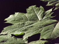 drzewokrzew_1552