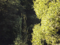 drzewokrzew_1553