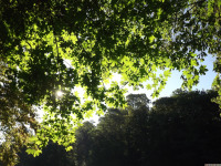 drzewokrzew_1554