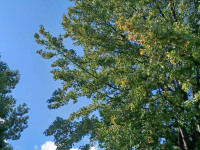 drzewokrzew_1555