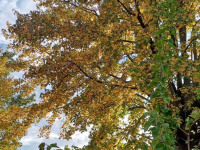 drzewokrzew_1556