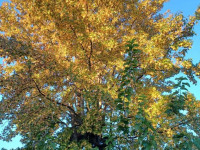 drzewokrzew_1557