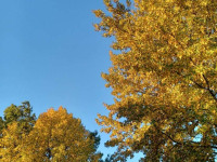 drzewokrzew_1558