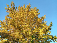 drzewokrzew_1559