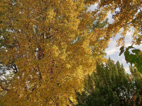drzewokrzew_1560