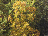 drzewokrzew_1564