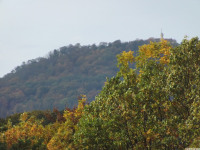 drzewokrzew_1571