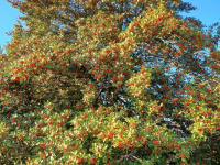 drzewokrzew_1572