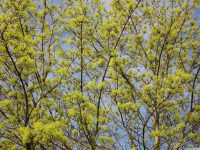 drzewokrzew_1573