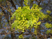 drzewokrzew_1574