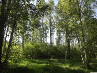 drzewokrzew_1598