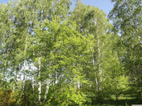 drzewokrzew_1599