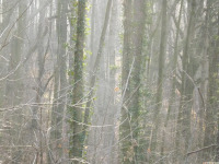 drzewokrzew_1641