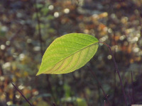 drzewokrzew_1646