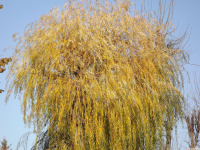 drzewokrzew_1647