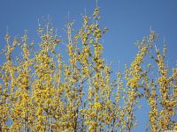 drzewokrzew_1648