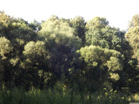 drzewokrzew_1657