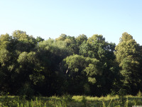 drzewokrzew_1658