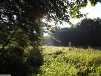 drzewokrzew_1662
