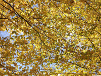 drzewokrzew_1674