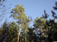 drzewokrzew_1680