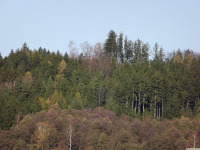 drzewokrzew_1682