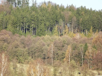 drzewokrzew_1683