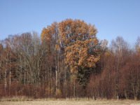 drzewokrzew_1684