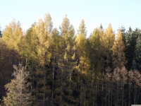 drzewokrzew_1685
