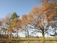 drzewokrzew_1688
