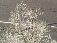 drzewokrzew_1694.jpg