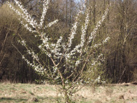drzewokrzew_1704.jpg