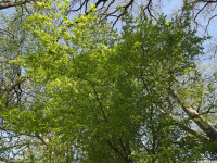 drzewokrzew_1705.jpg