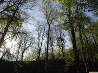 drzewokrzew_1709.jpg