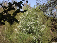 drzewokrzew_1711.jpg