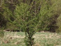 drzewokrzew_1727.jpg