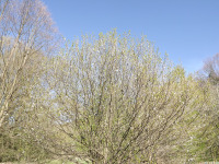 drzewokrzew_1728.jpg
