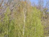 drzewokrzew_1731.jpg