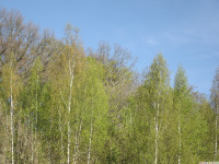 drzewokrzew_1732.jpg