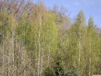 drzewokrzew_1733.jpg